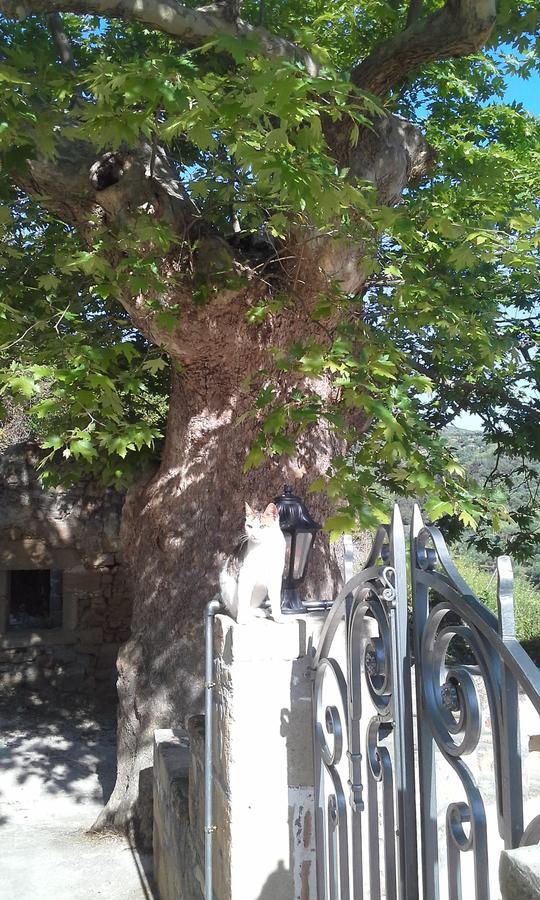 Traditional House Koukounara Κίσσαμος Εξωτερικό φωτογραφία